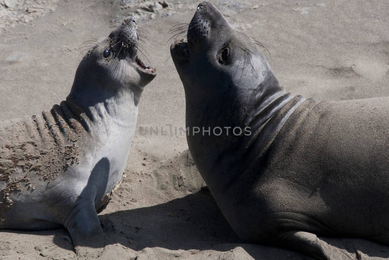 Sea lions fighting on the beach, California State Route 1, California, USA