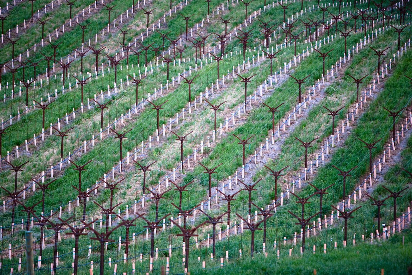 Grape vines in a vineyard, Napa Valley, California, USA