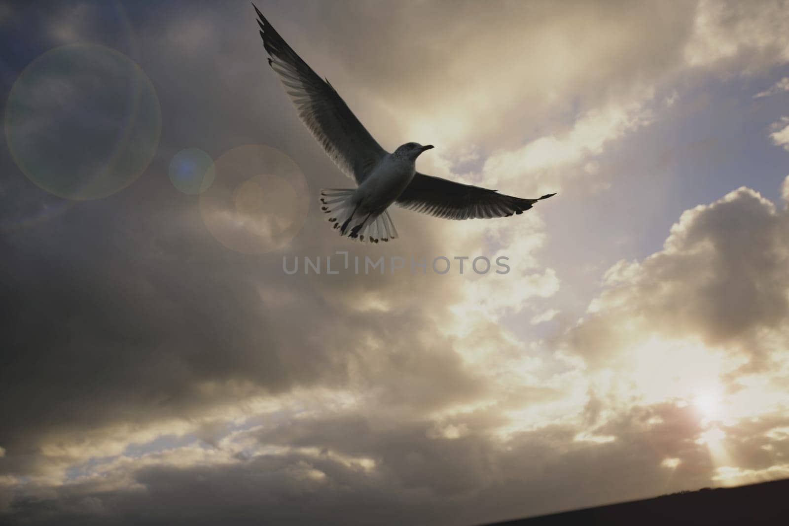 Low angle view of a seagull flying in the cloudy sky