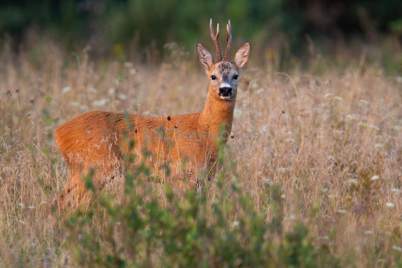 Roe deer, capreolus capreolus, buck standing on growned field in summertime nature. Brown animal with antlers looking to the camera on grass. Animal wildlife in wilderness.