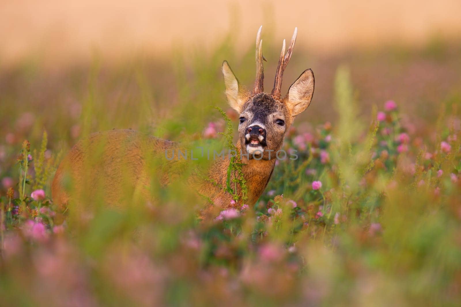 Roe deer, capreolus capreolus, buck sniffing with nose on a field illuminated by morning sun in summer. Animal wildlife on a blooming meadow in wilderness.