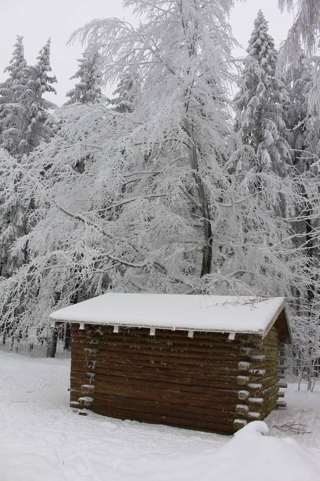 wooden hut