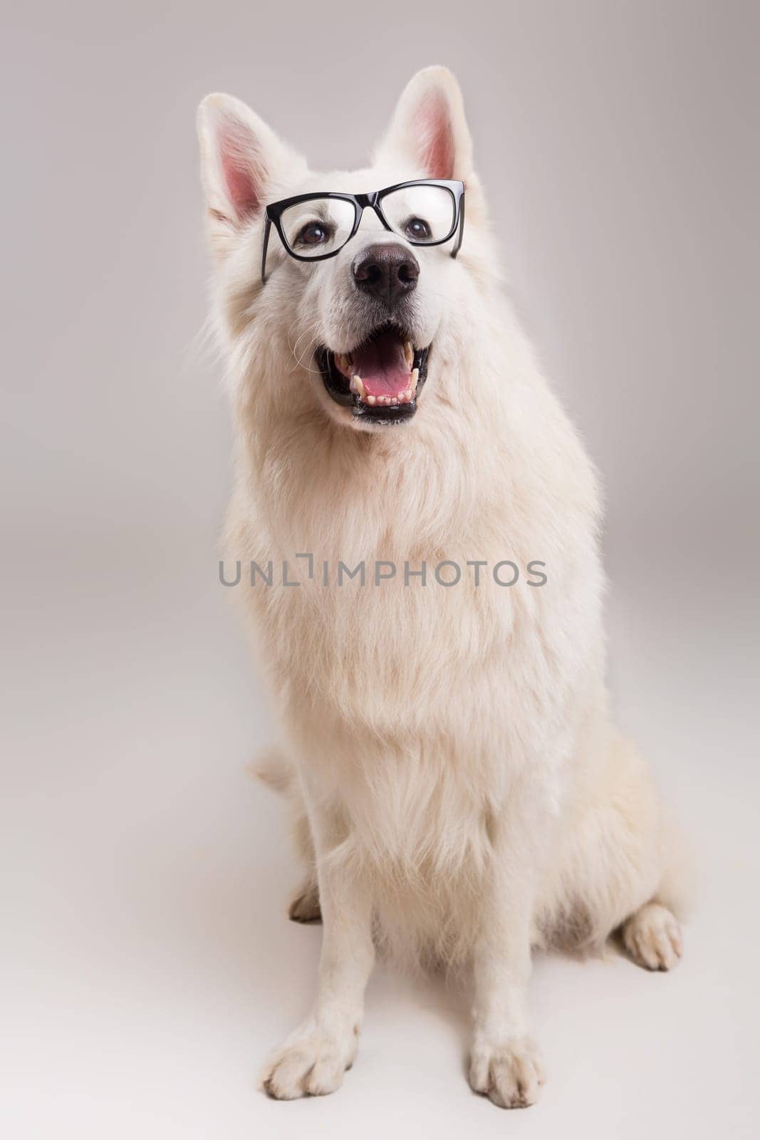 Beautiful Swiss White Shepherd dog posing in studio