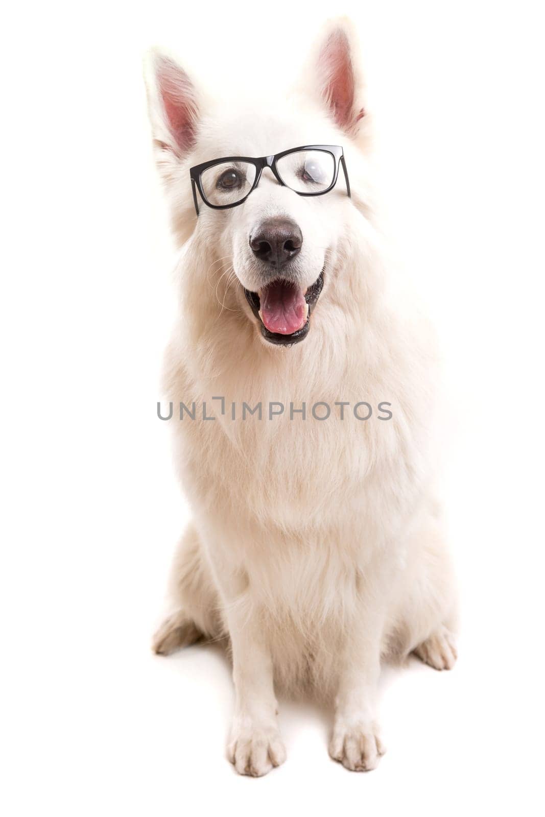 Beautiful Swiss White Shepherd dog posing in studio