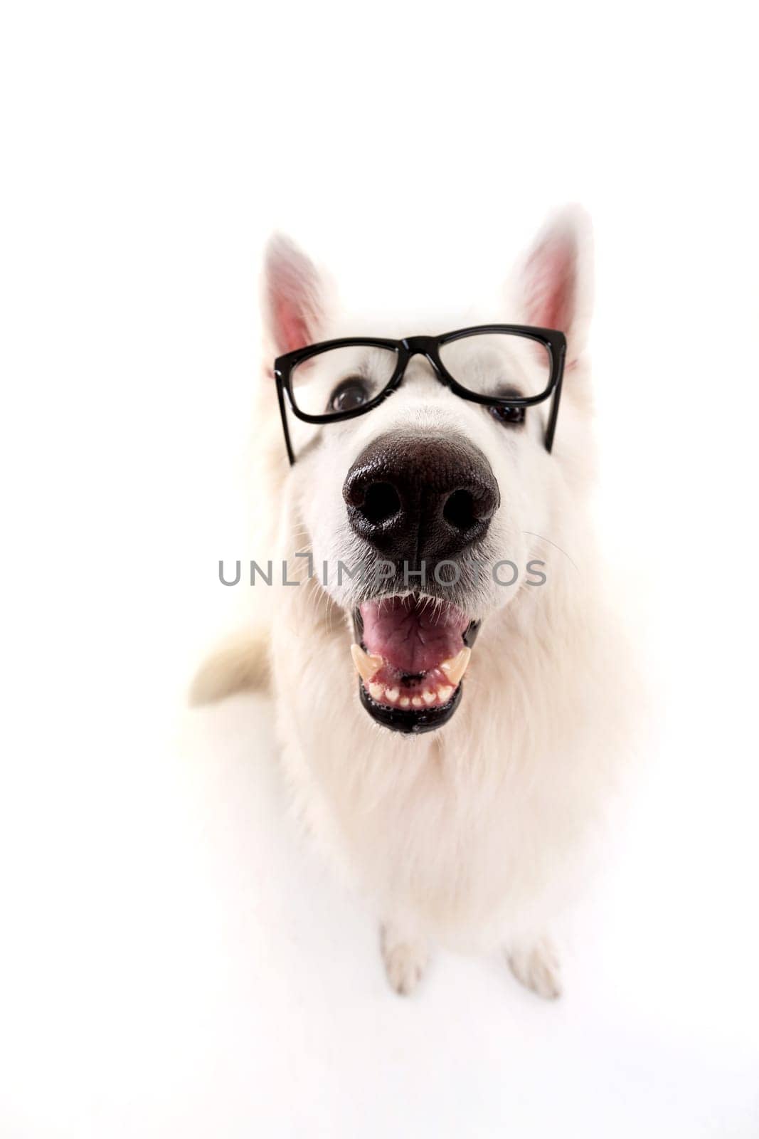 Beautiful Swiss White Shepherd dog posing in studio