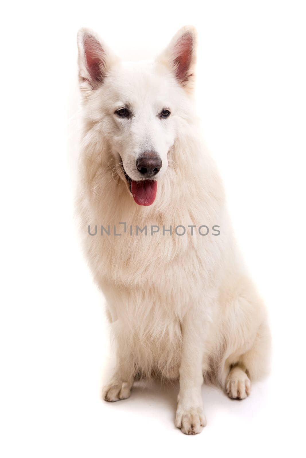 Beautiful Swiss White Shepherd dog posing in studio