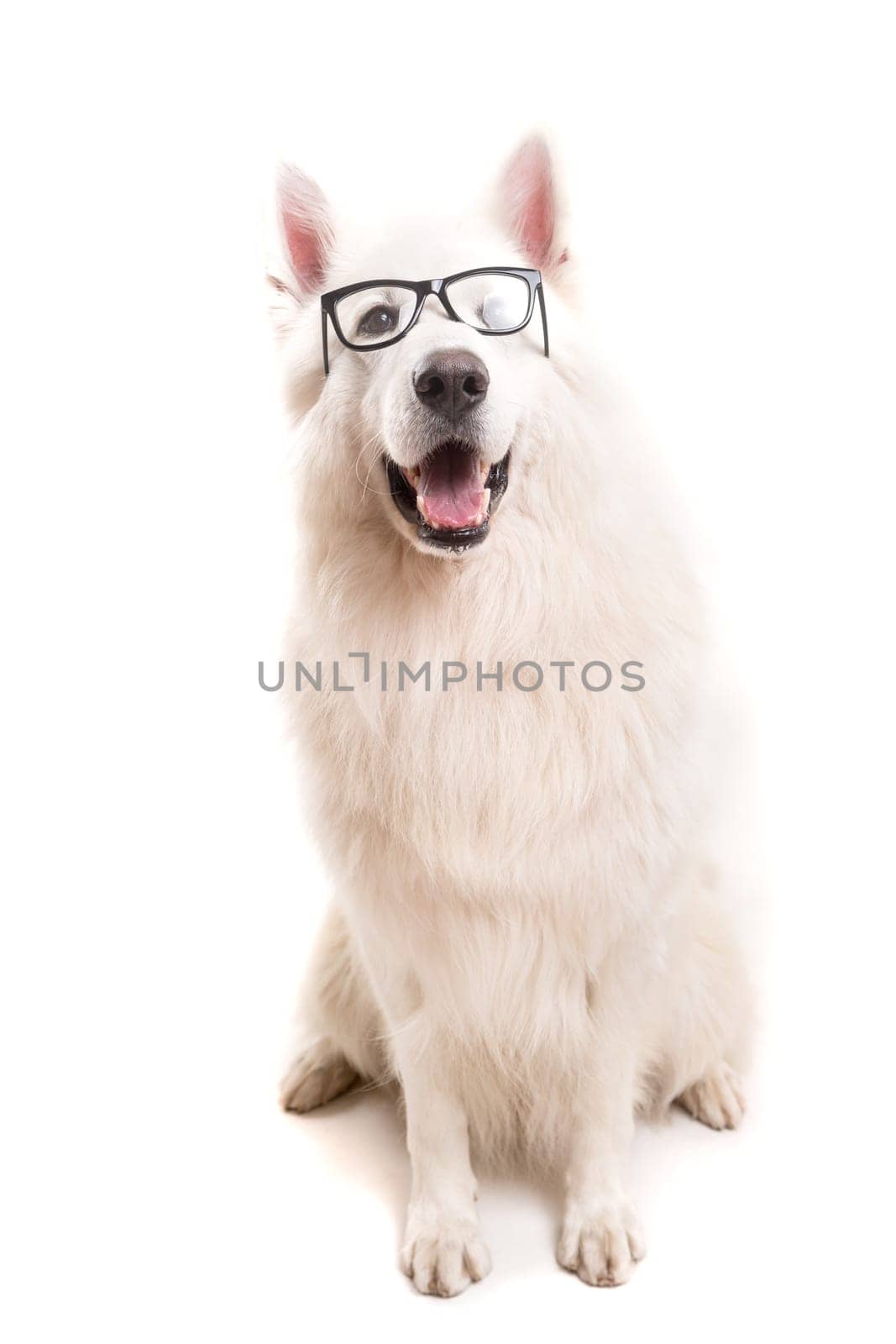 Beautiful Swiss White Shepherd dog posing in studio