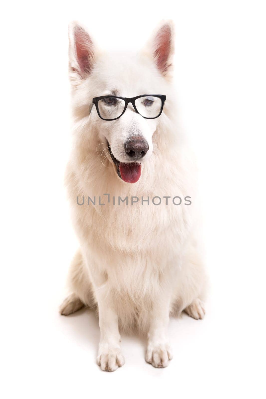Beautiful Swiss White Shepherd dog posing in studio