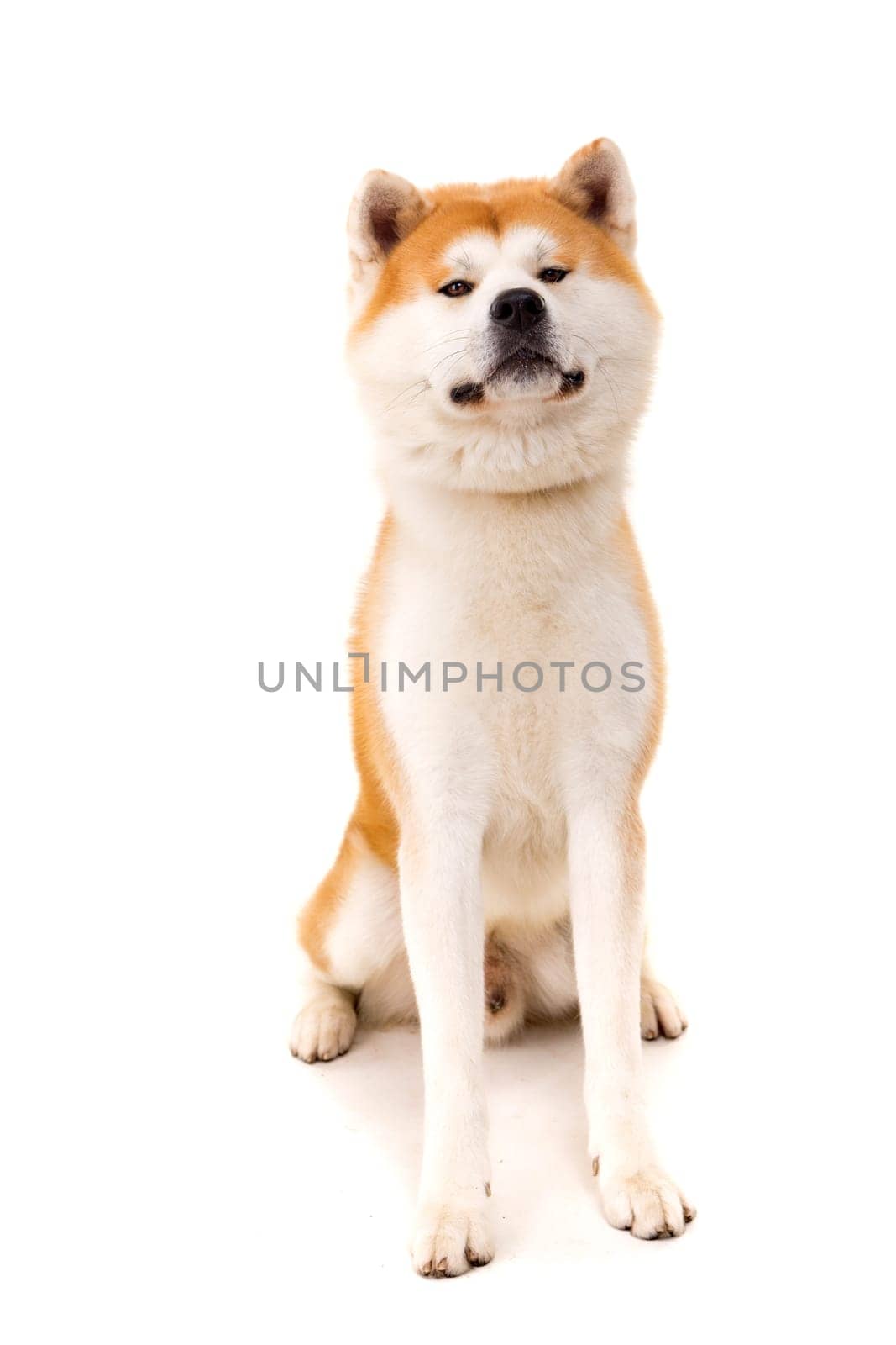 Beautiful Akita Inu dog posing in studio