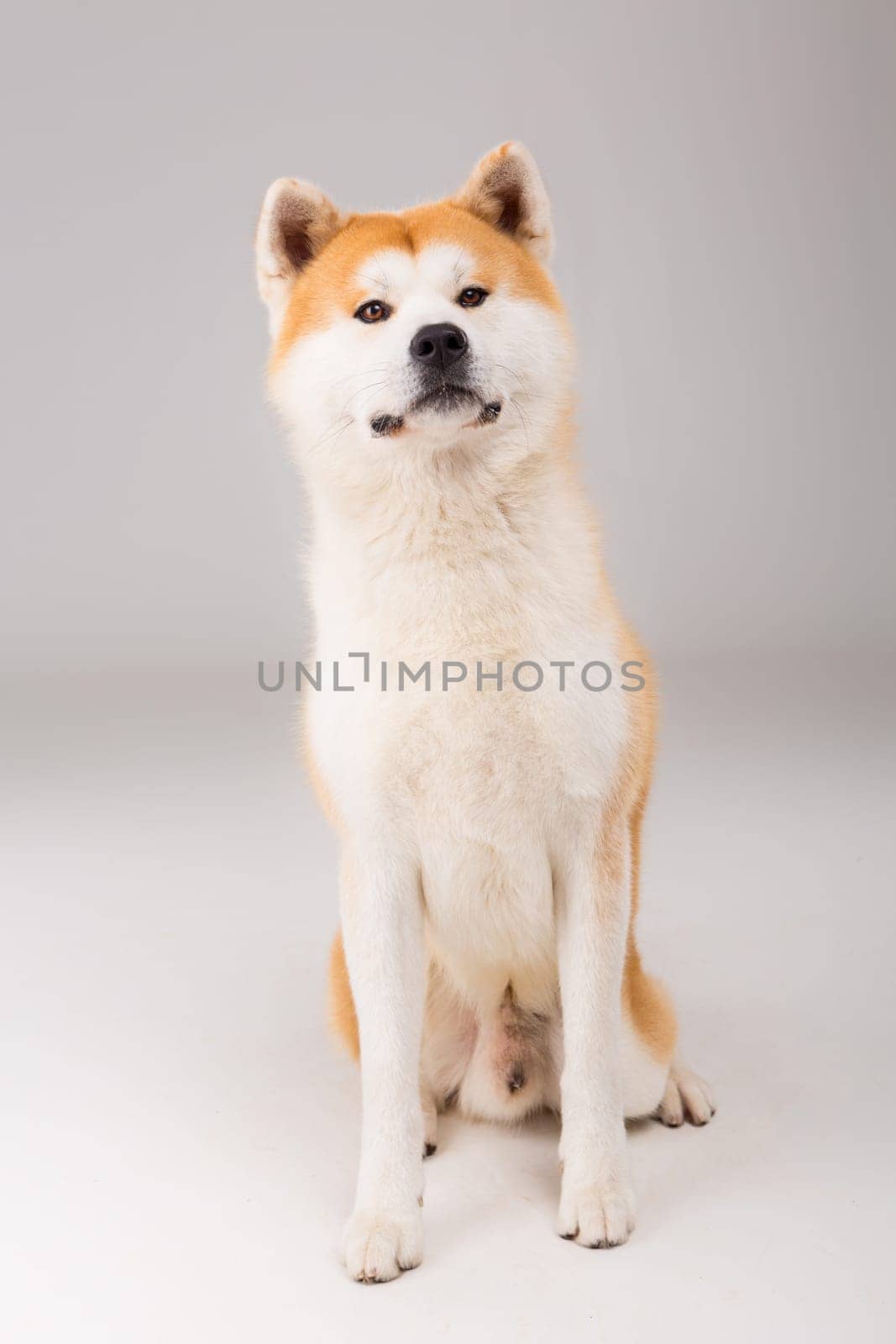 Beautiful Akita Inu dog posing in studio