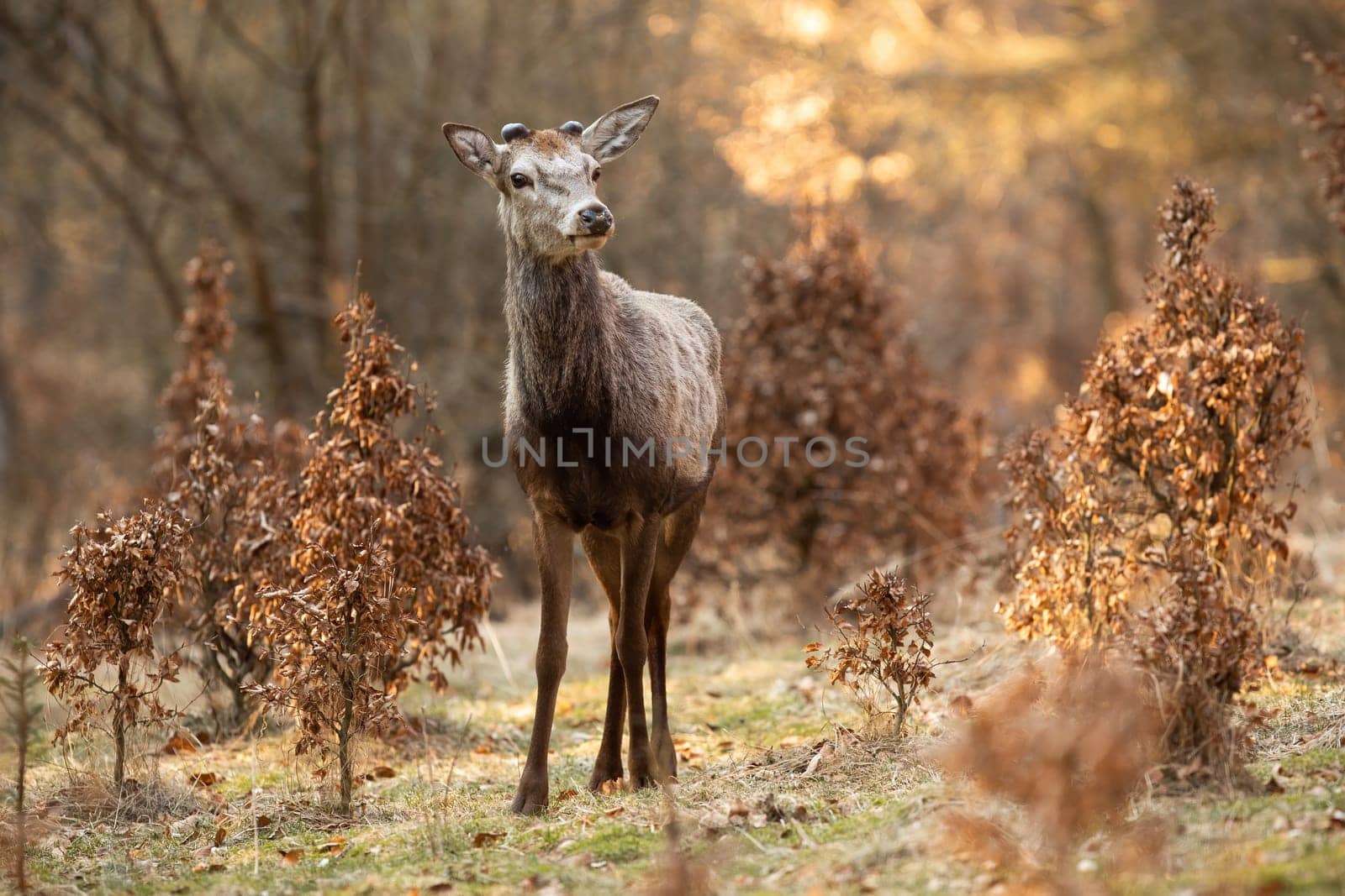 Interested red deer, cervus elaphus, stag standing on a glade in spring nature and looking into camera from front view with copy space. New antlers covered in velvet growing on head of animal wildlife