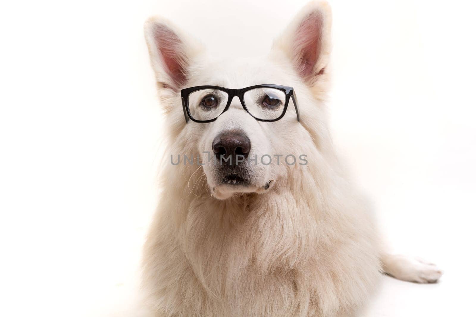Beautiful Swiss White Shepherd dog posing in studio