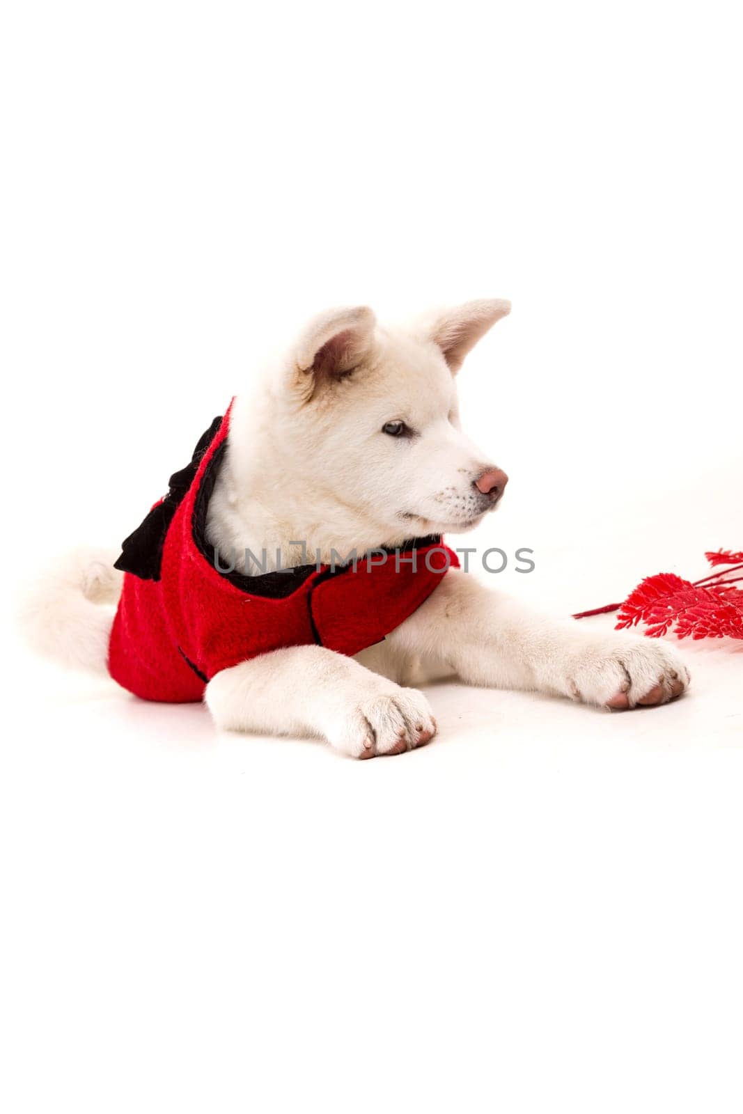Akita Inu - Valentines Day concept