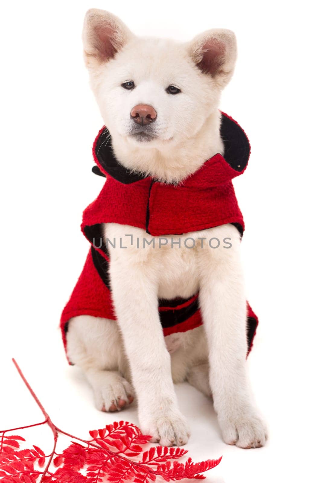 Akita Inu - Valentines Day concept