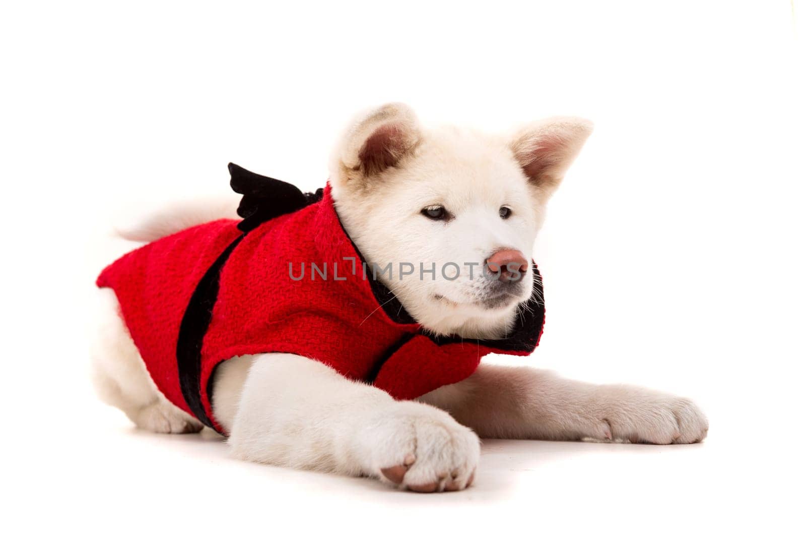 Akita Inu - Valentines Day concept