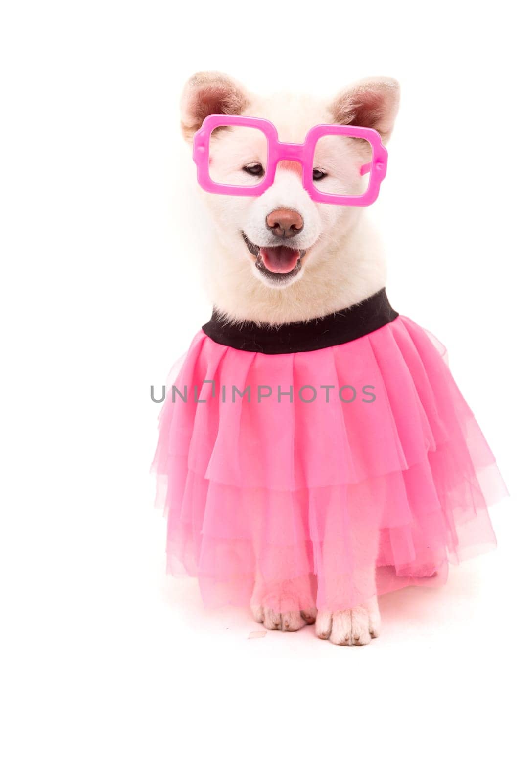 Beautiful Akita Inu dog dressed for Carnival or Halloween