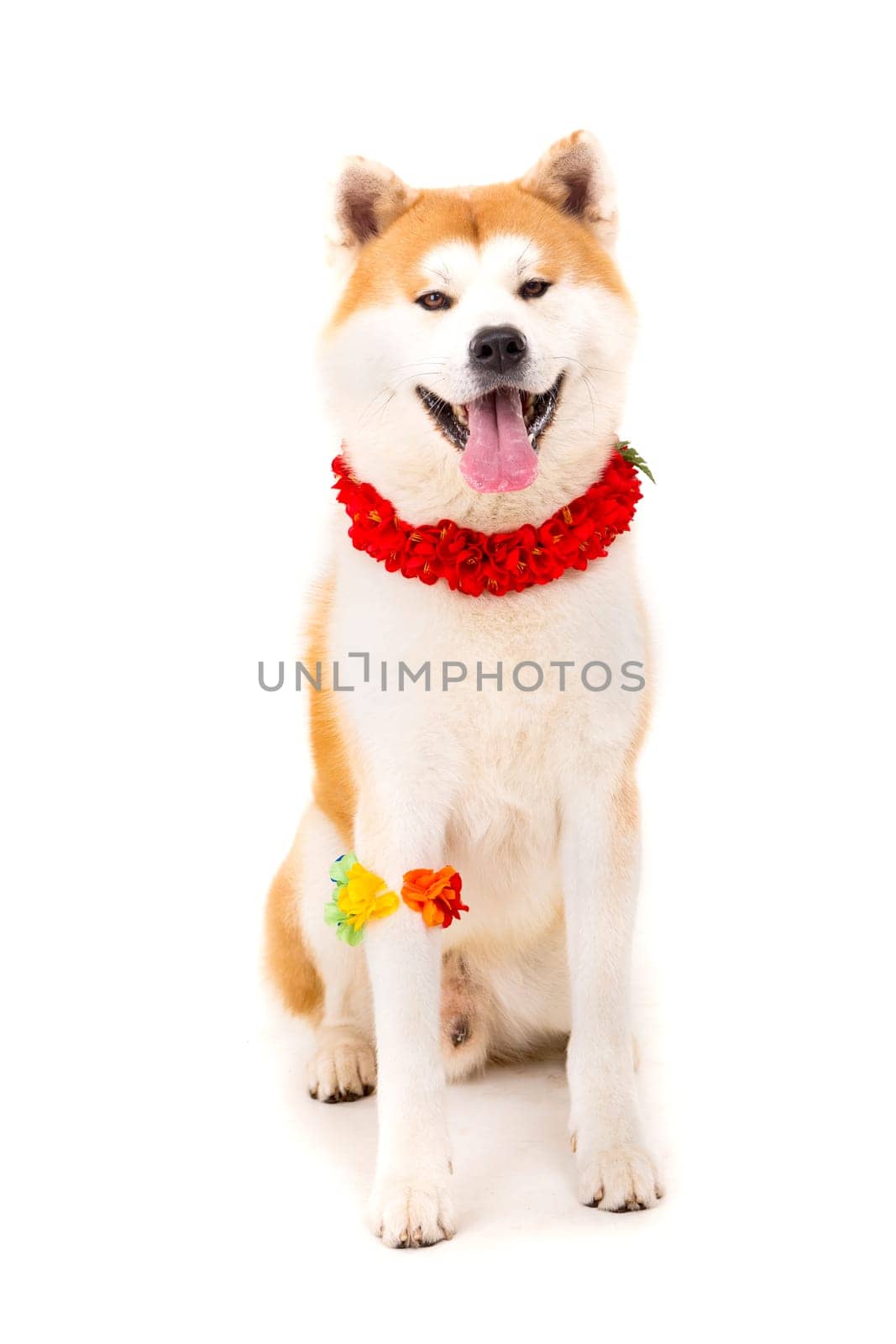 Beautiful Akita Inu dog ready for summer vacations