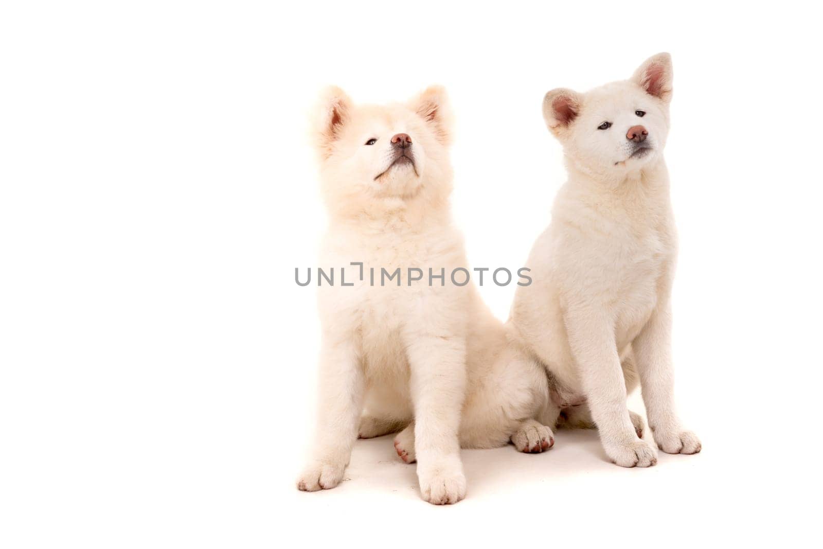 Akita Inu couple - Valentines Day concept