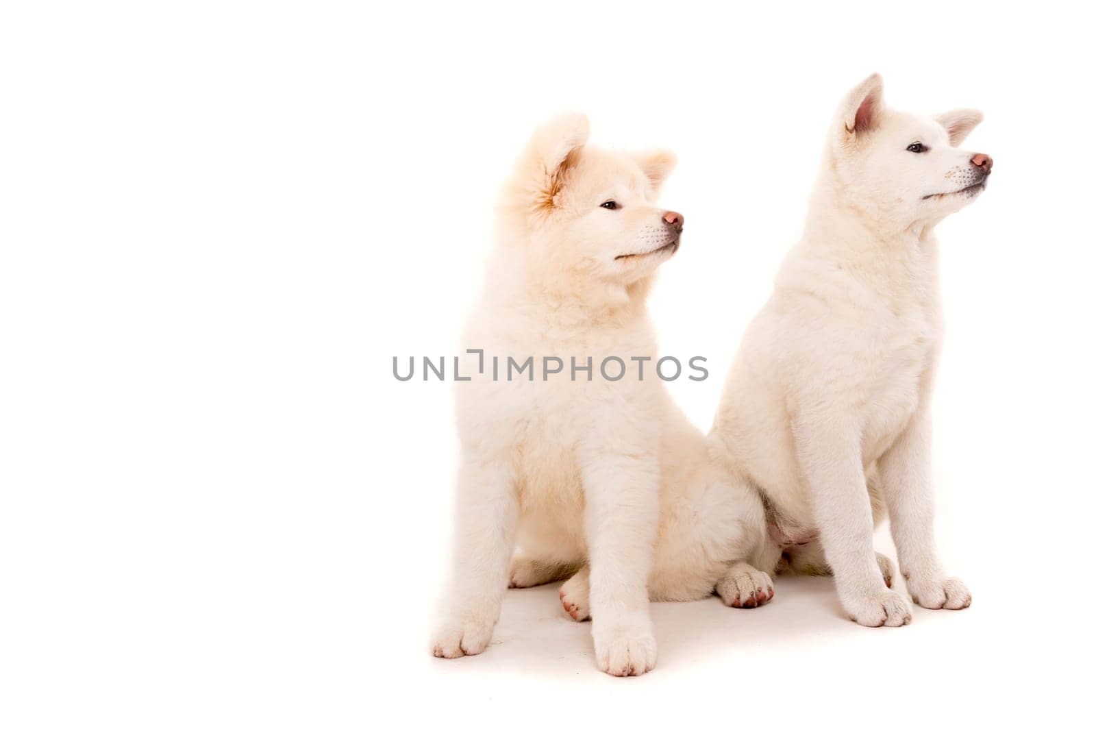 Akita Inu couple - Valentines Day concept