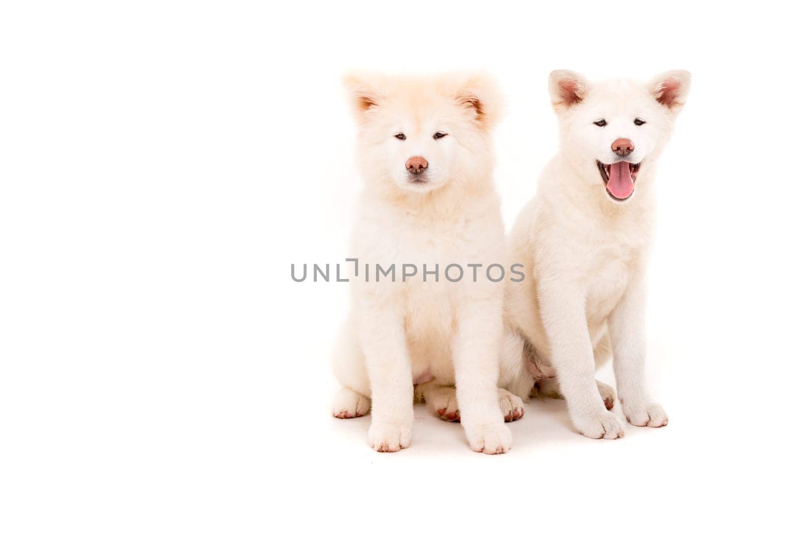 Akita Inu couple - Valentines Day concept
