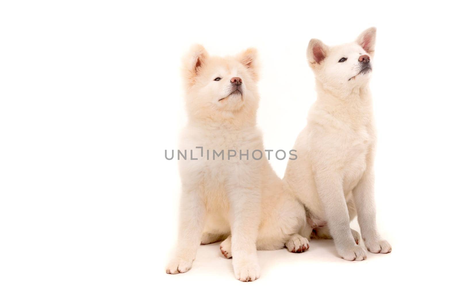 Akita Inu couple - Valentines Day concept