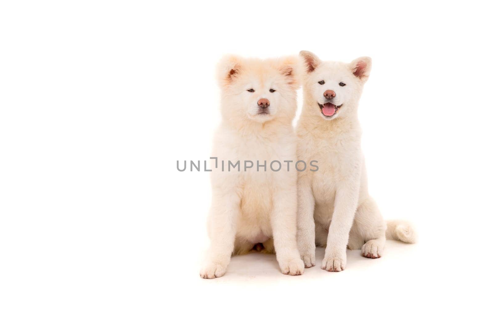 Akita Inu couple - Valentines Day concept