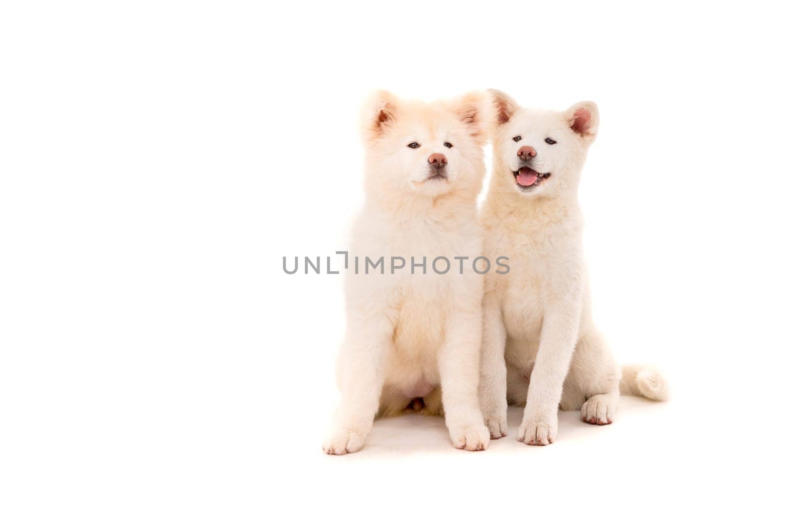 Akita Inu couple - Valentines Day concept