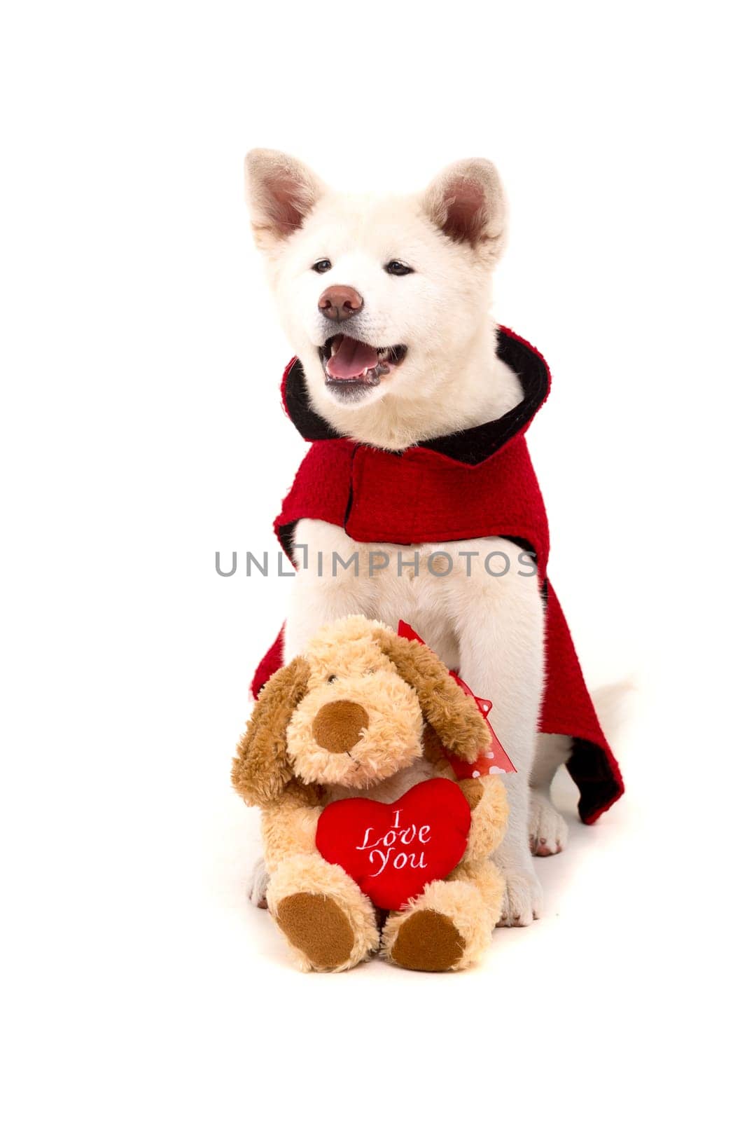 Akita Inu - Valentines Day concept