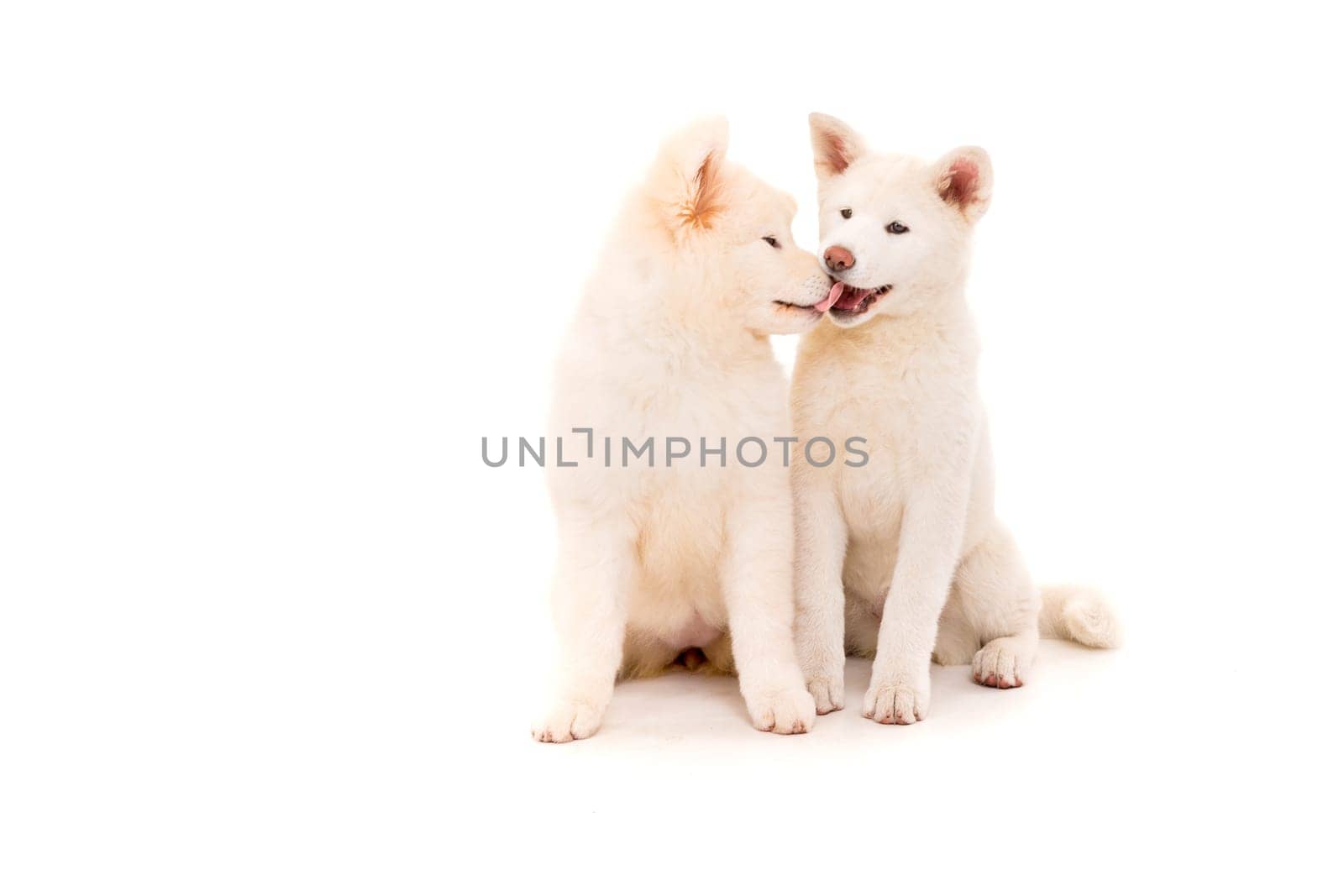 Akita Inu couple - Valentines Day concept