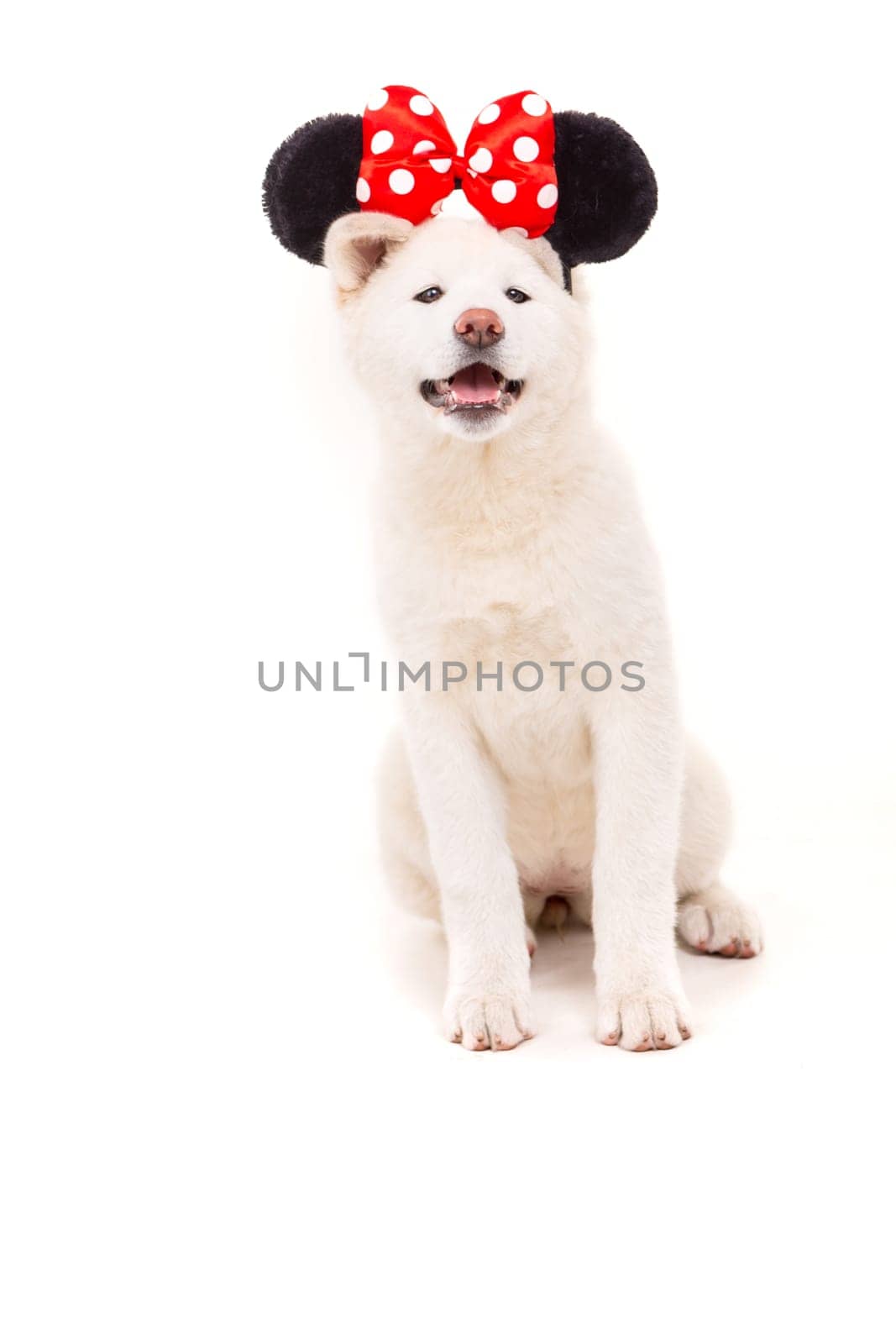 Beautiful Akita Inu dog dressed for Carnival or Halloween