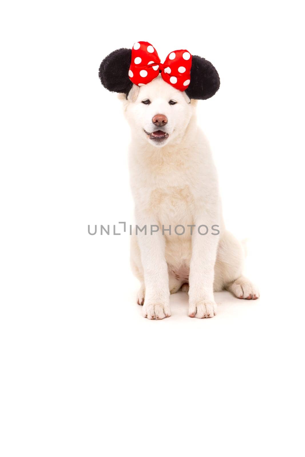 Beautiful Akita Inu dog dressed for Carnival or Halloween