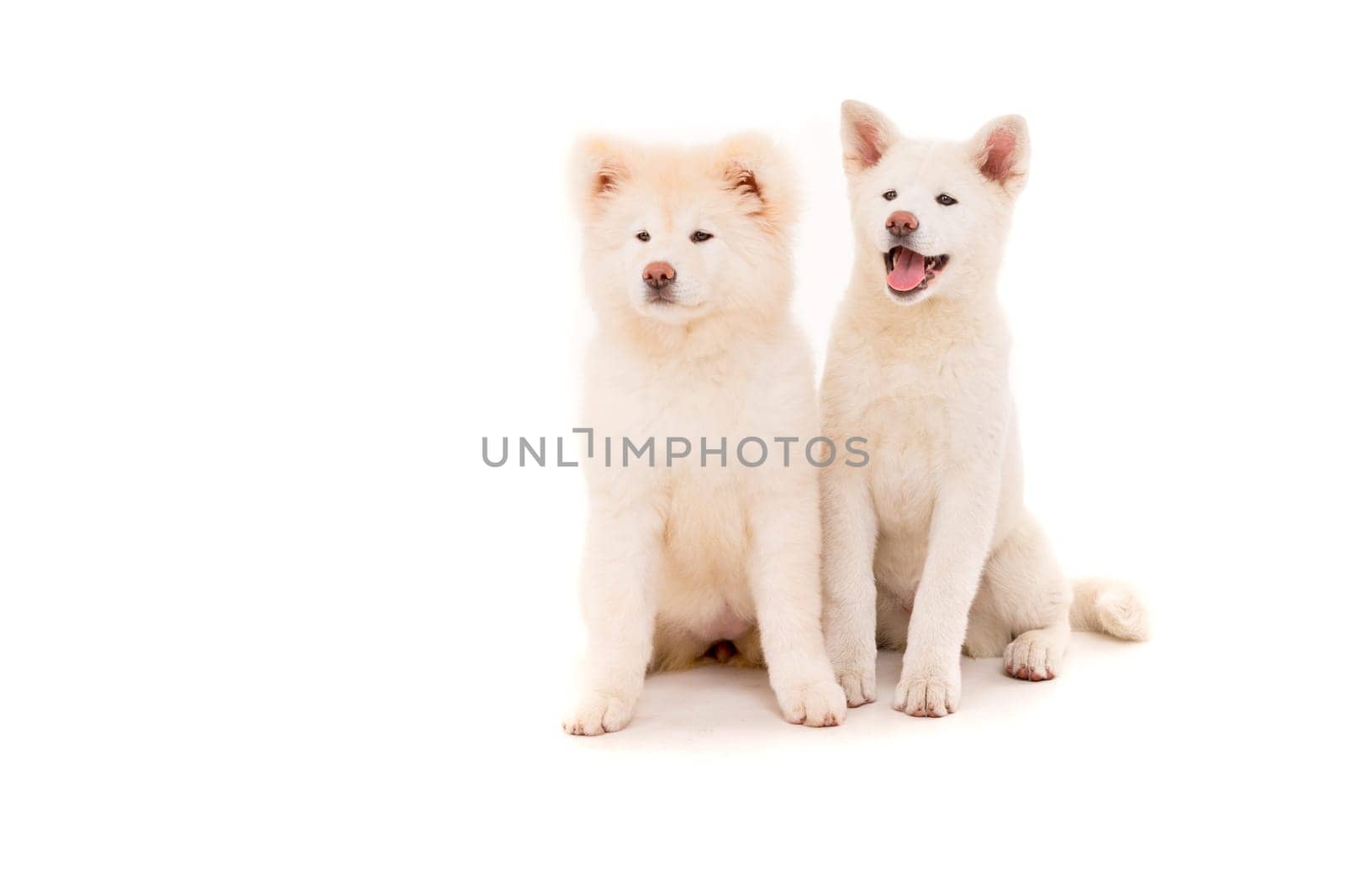 Akita Inu couple - Valentines Day concept