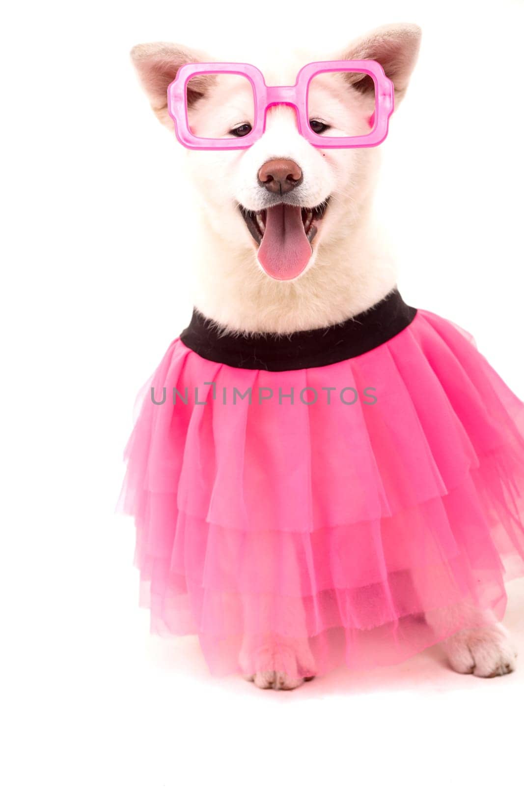 Beautiful Akita Inu dog dressed for Carnival or Halloween