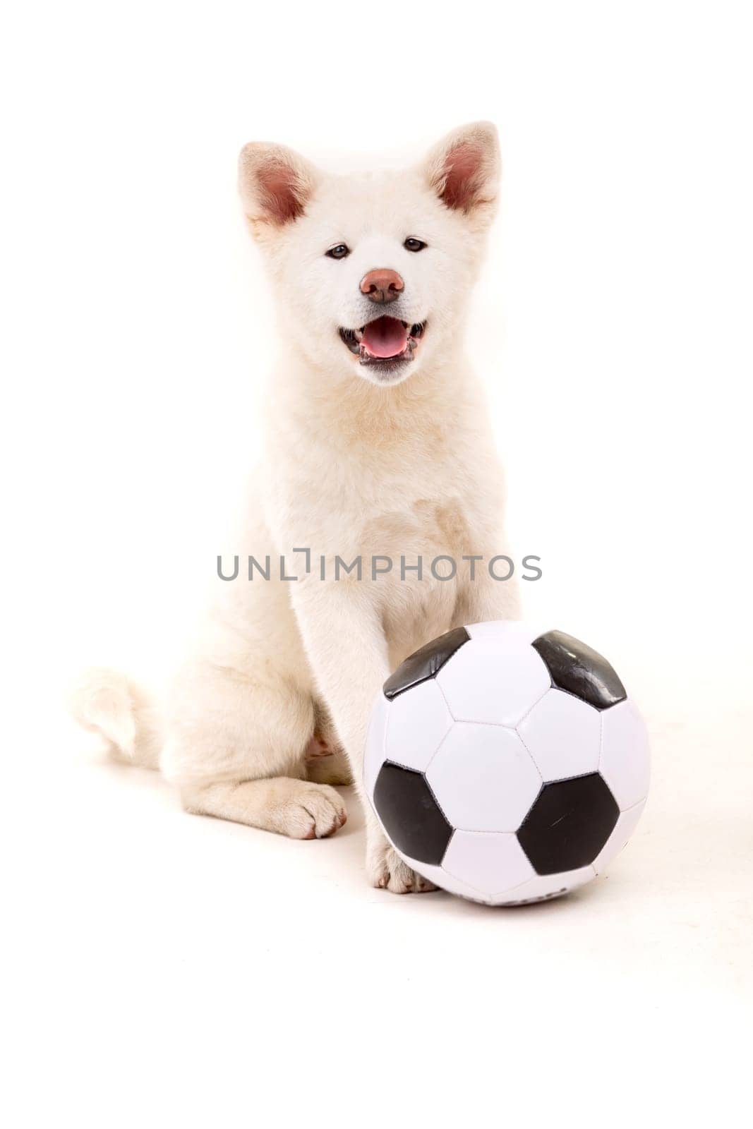 Beautiful Akita Inu dog posing in studio