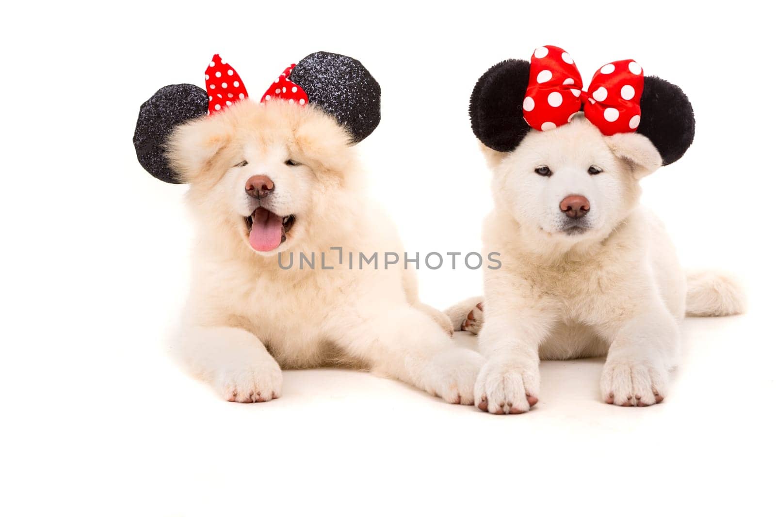 Akita Inu couple - Valentines Day concept