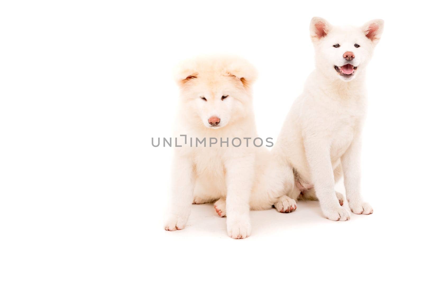 Akita Inu couple - Valentines Day concept