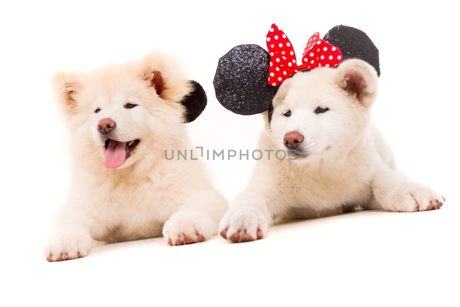 Akita Inu couple - Valentines Day concept