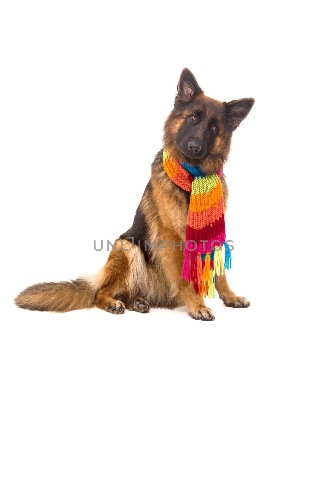 German Shepherd dog, isolated over white