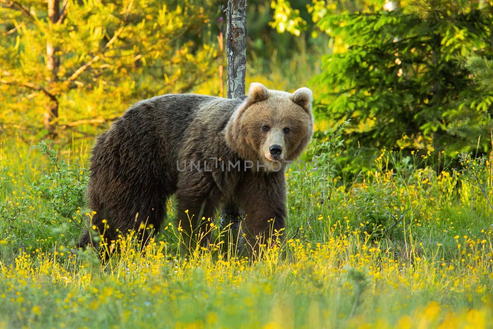 Brown bear, ursus arctos, looking on colorful meadow in spring nature. Large predator standing on blooming pasture. Wild big mammal watching on fresh glade.