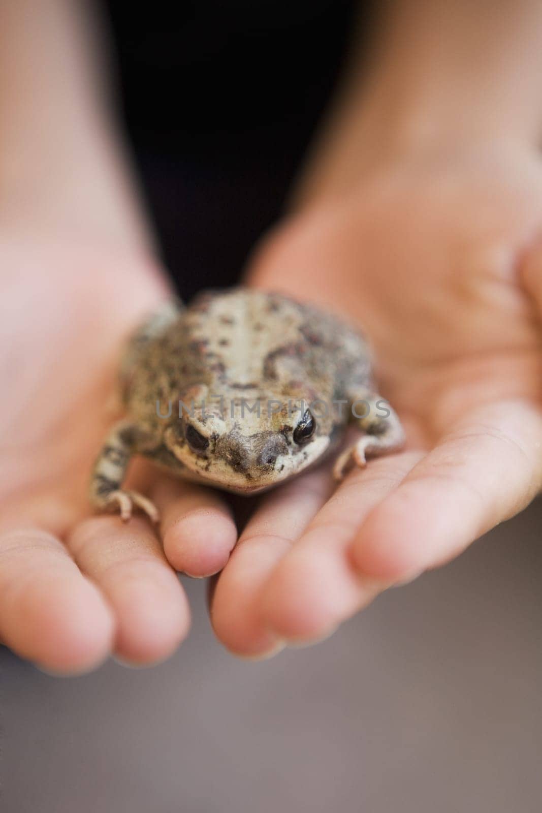 Close_up of a childŽs hands holding a frog