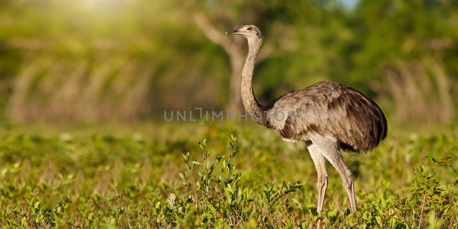 Greater rhea, rhea americana, standing in summer nature illuminated by evening sun with copy space. Animal wildlife in Pantanal, Brazil from side view. Wild bird with strong legs and gray feathers.