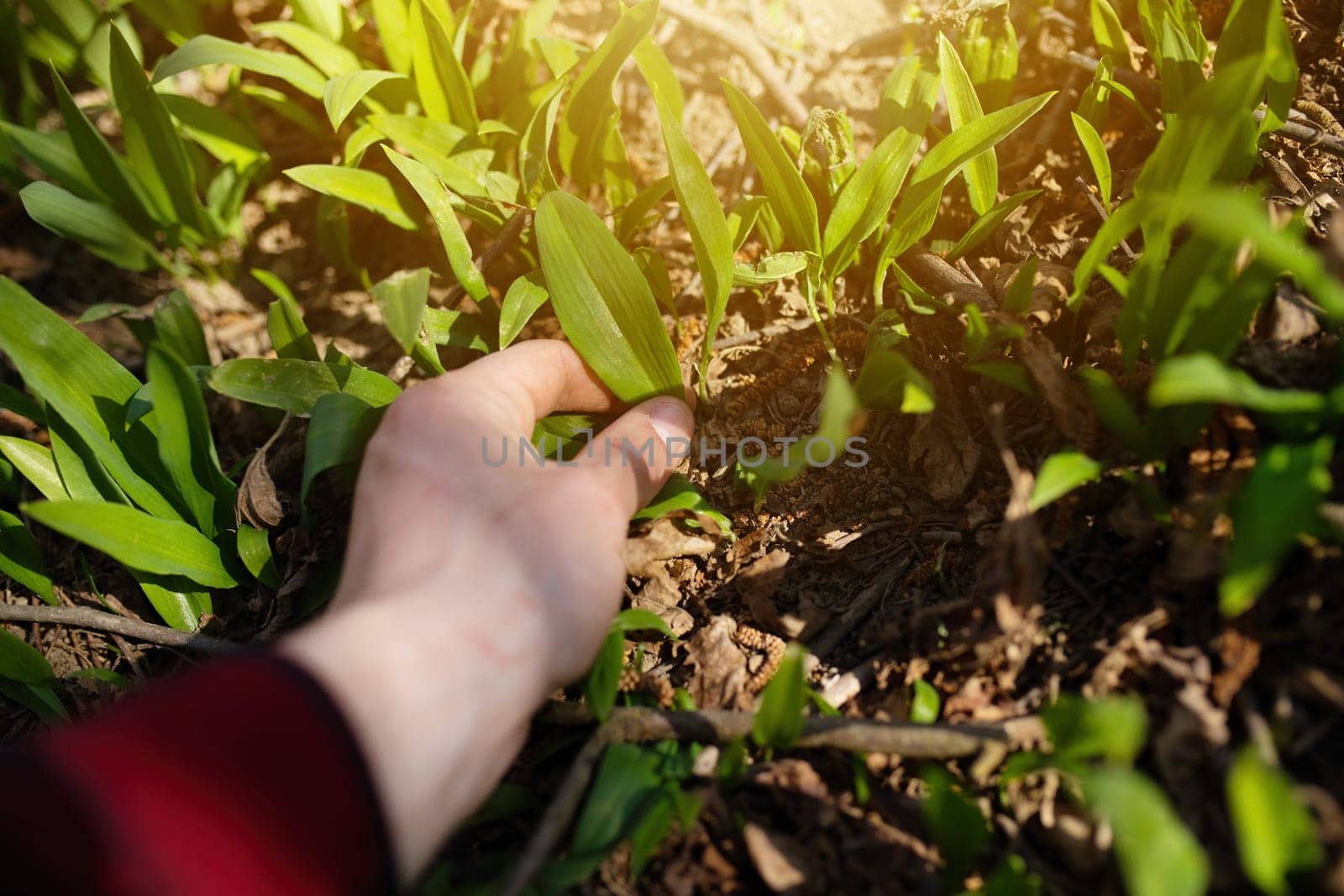 Human hand plucking bear garlic, allium ursinum, leaves in spring forest. Concept of harvesting edible plants in nature. Close-up of fingers holding buckram in spring forest.