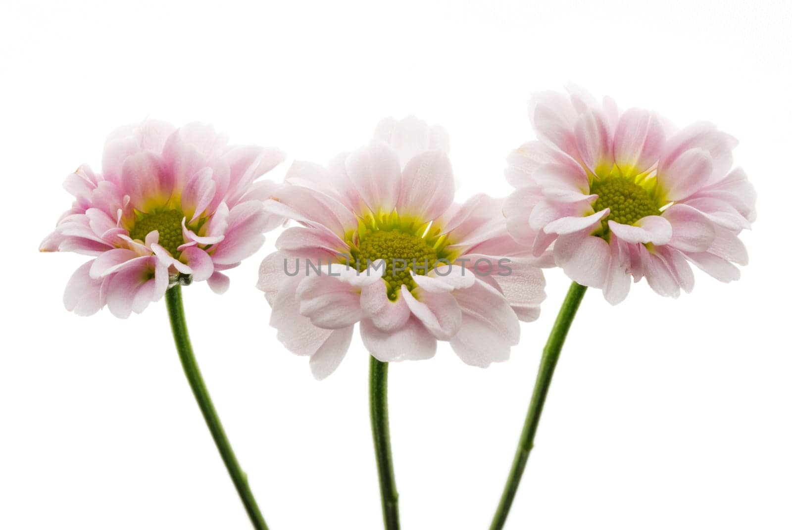 Close_up of three flowers