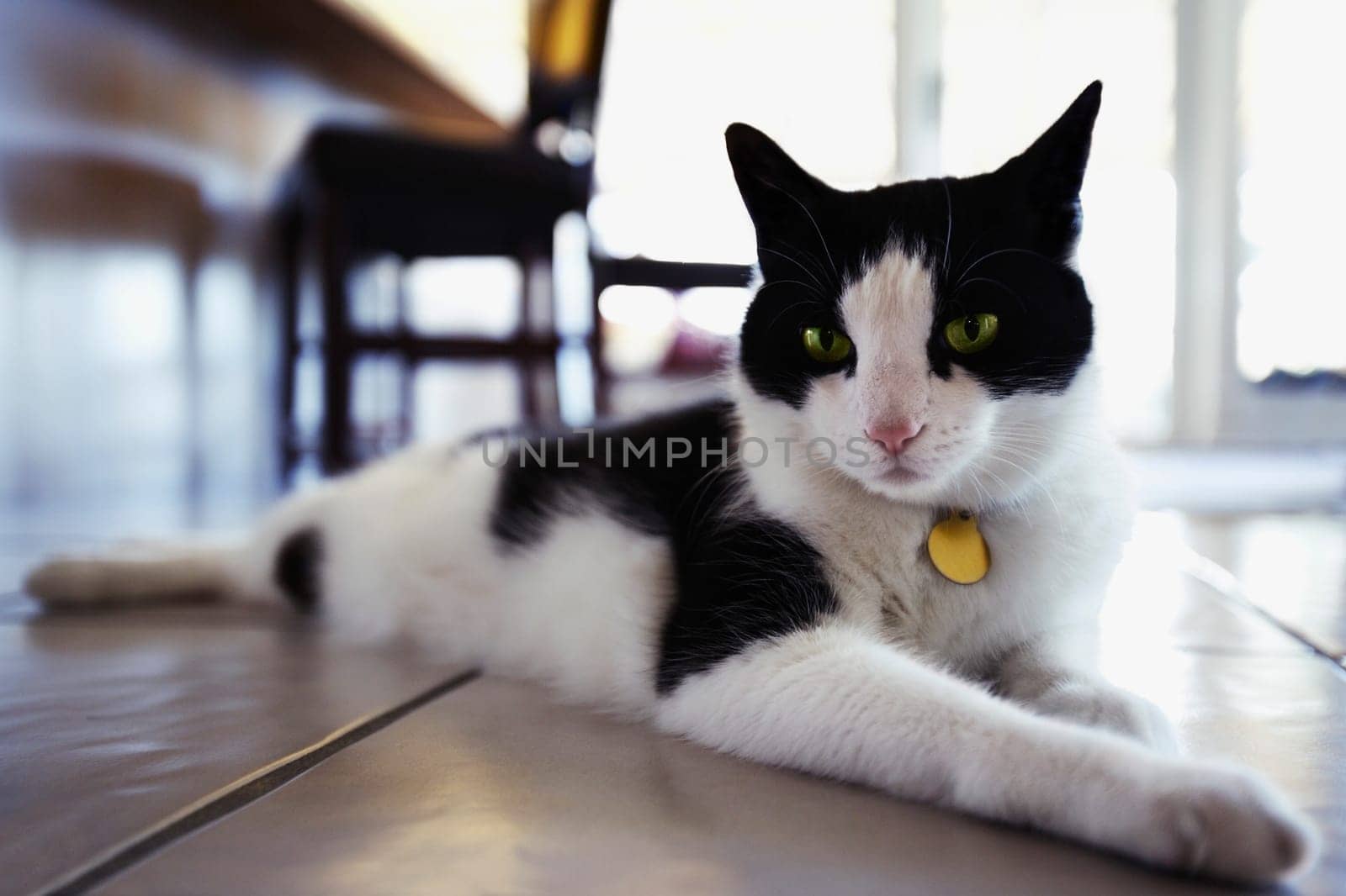 Close_up of a cat resting on the floor