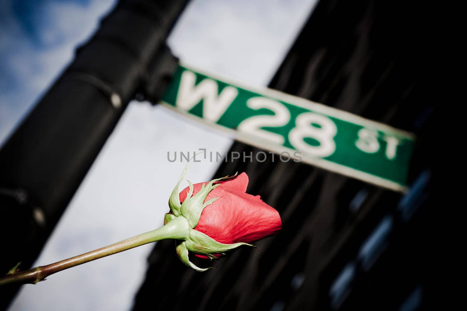 Rose with a street name sign on a pole, 28 Street, New York City, New York State, USA