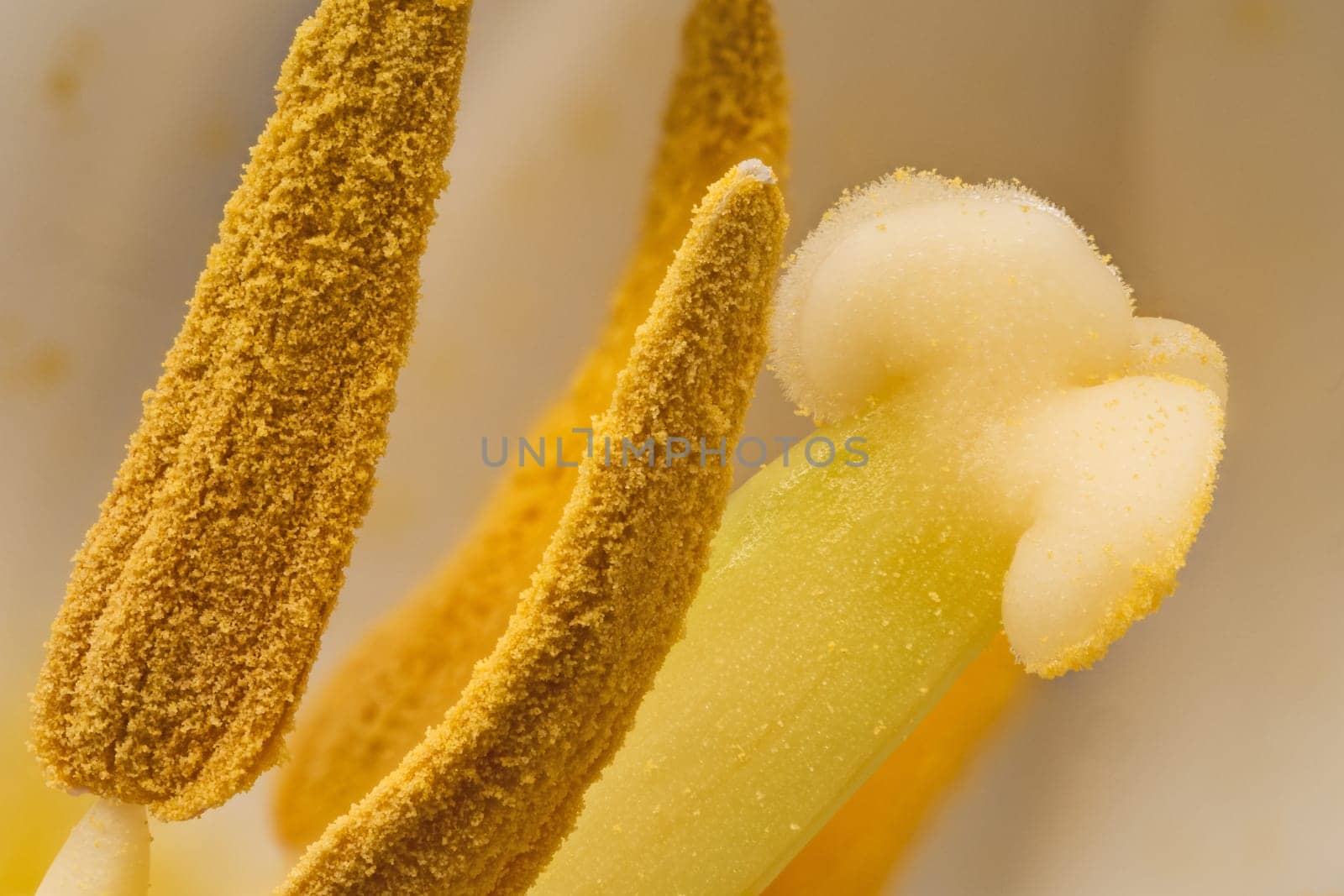 Tulip Pedal Macrophotography, close up and studio shot of flower