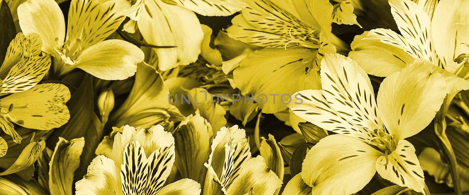 Bouquet of yellow orchids beautiful, fresh, bright background of flowers. The flowers are large, juicy, and fragrant. Layout for greeting or greeting card.