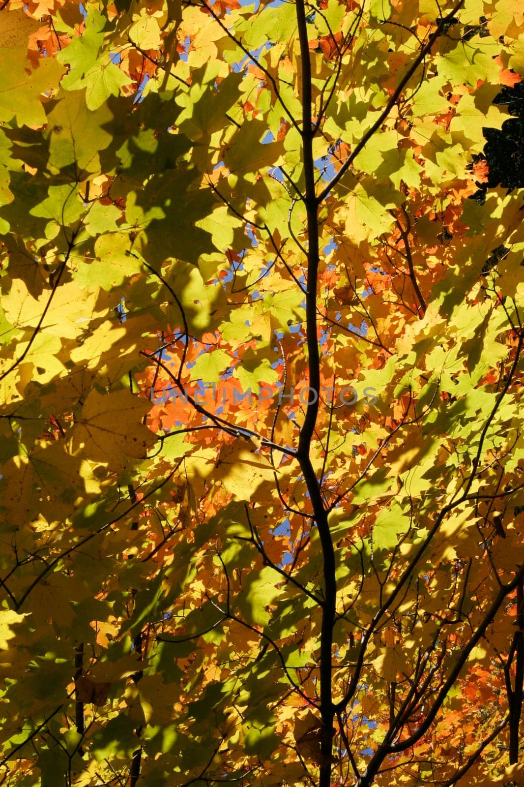 Low angle view of a maple tree