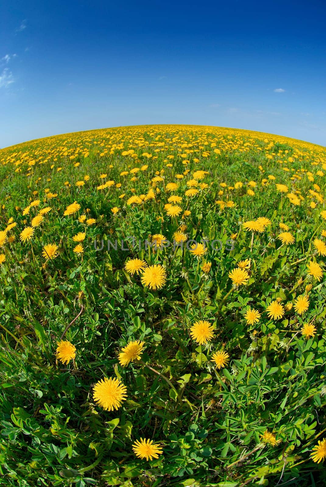 Flowers in a field