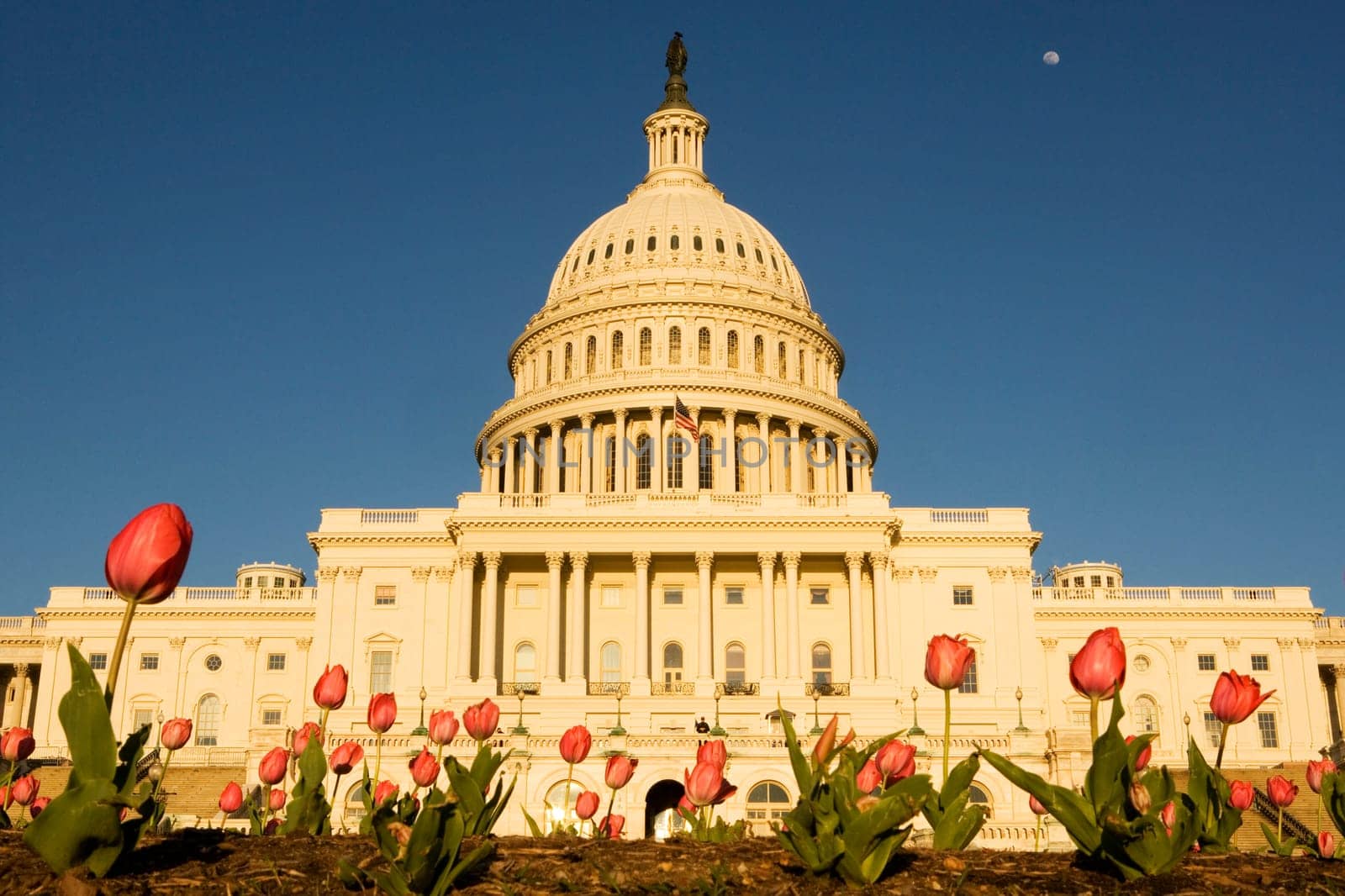 Tulips in front of a government building, State Capitol Building, The Mall, Washington DC, USA